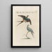 Ornithologia methodice digesta Pl392 - Saverio Manetti — gerahmtes Bild an der Wand