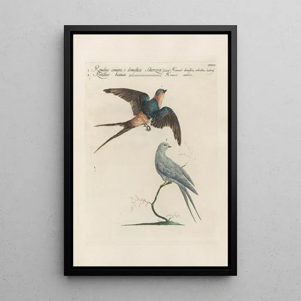 Ornithologia methodice digesta Pl392 - Saverio Manetti — gerahmtes Bild an der Wand