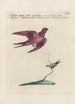 Ornithologia methodice digesta Pl393 - Saverio Manetti — Ansicht des Kunstwerks