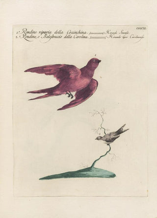 Saverio Manetti - Ornithologia methodice digesta Pl393.webp