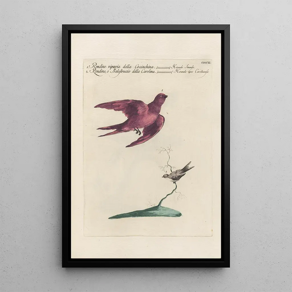 Ornithologia methodice digesta Pl393 - Saverio Manetti — gerahmtes Bild an der Wand