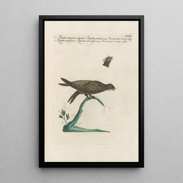 Ornithologia methodice digesta Pl394 - Saverio Manetti — gerahmtes Bild an der Wand