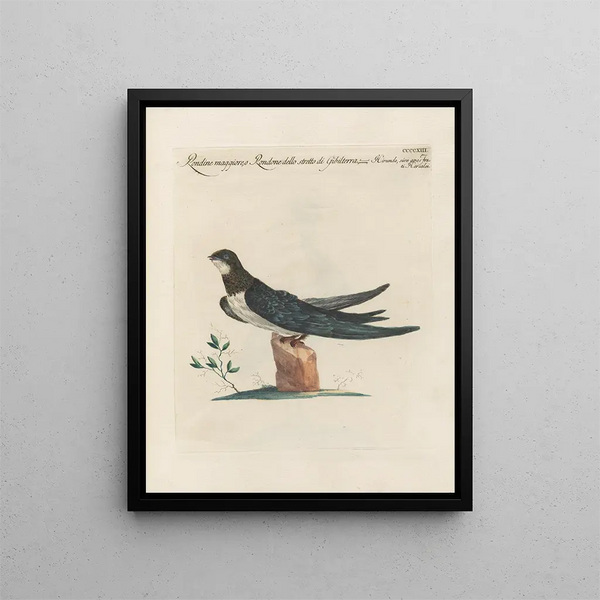 Ornithologie methodisch verarbeiteter Kunstdruck Pl395 - Saverio Manetti — gerahmtes Bild an der Wand
