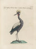 Ornithologie methodisch verdaut Pl396 - Saverio Manetti — Ansicht des Kunstwerks