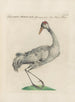 L'ornithologie a méthodiquement digéré Pl397 - Saverio Manetti — Ansicht des Kunstwerks