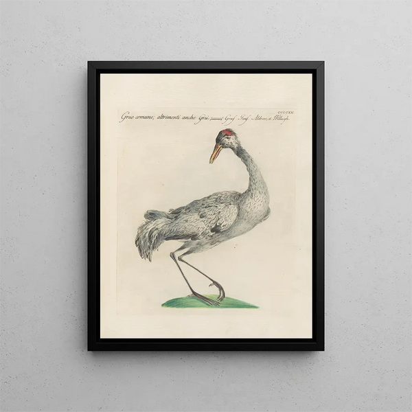 L'ornithologie a méthodiquement digéré Pl397 - Saverio Manetti — gerahmtes Bild an der Wand