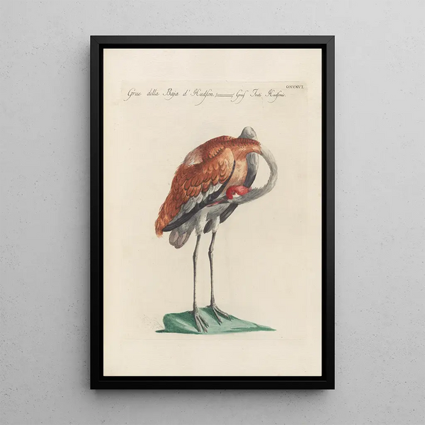 Ornithologia methodice digesta Pl398 - Saverio Manetti — gerahmtes Bild an der Wand
