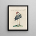 Ornithologie methodisch verdaut Pl399 - Saverio Manetti — gerahmtes Bild an der Wand