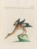 Ornithologie methodisch verdaut Pl400 - Saverio Manetti — Ansicht des Kunstwerks