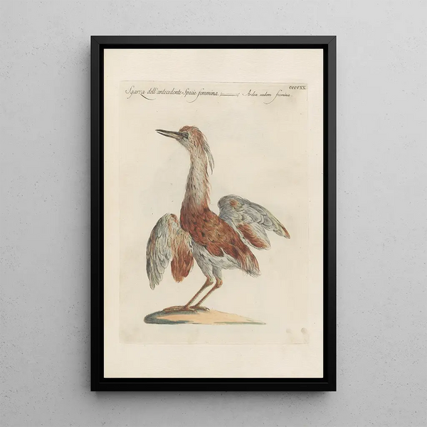 Ornithologia methodice digesta Pl402 - Saverio Manetti — gerahmtes Bild an der Wand