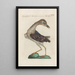 Ornithologia methodice digesta Pl403 - Saverio Manetti — gerahmtes Bild an der Wand