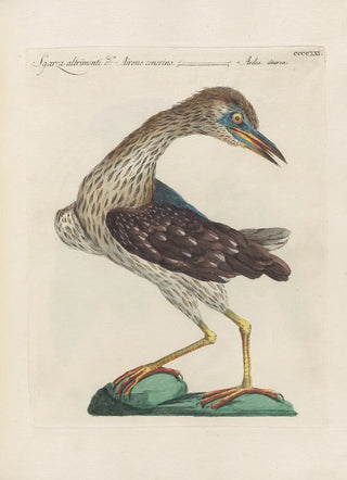 Saverio Manetti - Ornithologia methodice digesta Pl403.webp