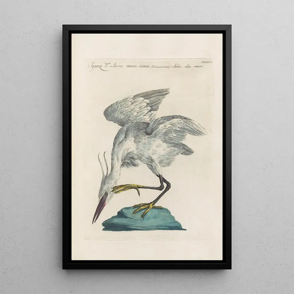 Ornithologia methodice digesta Pl405 - Saverio Manetti — gerahmtes Bild an der Wand