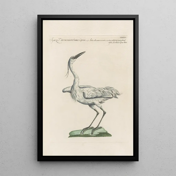 Ornithologia methodice digesta Pl406 - Saverio Manetti — gerahmtes Bild an der Wand