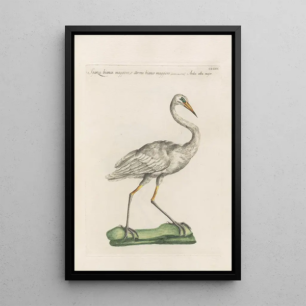 Ornithologia methodice digesta Pl407 - Saverio Manetti — gerahmtes Bild an der Wand