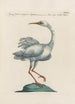 Ornithologia methodice digesta Pl408 - Saverio Manetti — Ansicht des Kunstwerks