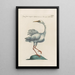 Ornithologia methodice digesta Pl408 - Saverio Manetti — gerahmtes Bild an der Wand