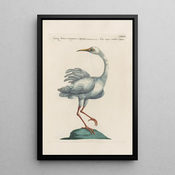 Ornithologia methodice digesta Pl408 - Saverio Manetti — gerahmtes Bild an der Wand