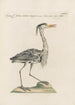 Ornithologia methodice digesta Pl409 - Saverio Manetti — Ansicht des Kunstwerks