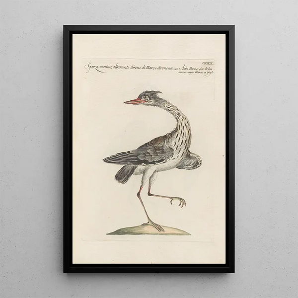 Ornithologia methodice digesta Pl411 - Saverio Manetti — gerahmtes Bild an der Wand