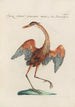 Ornithologia methodice digesta Pl412 - Saverio Manetti — Ansicht des Kunstwerks