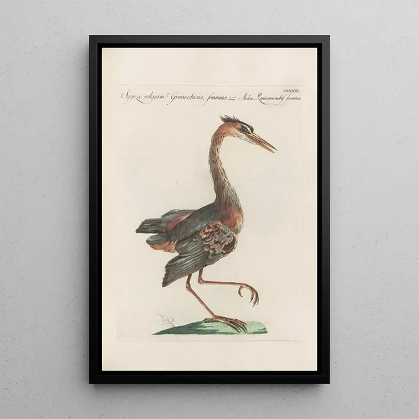 Ornithologia methodice digesta Pl413 - Saverio Manetti — gerahmtes Bild an der Wand