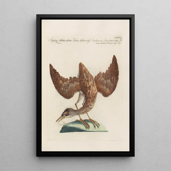 Ornithologia methodice digesta Pl414 - Saverio Manetti — gerahmtes Bild an der Wand