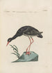 Ornithologia methodice digesta Pl415 - Saverio Manetti — Ansicht des Kunstwerks