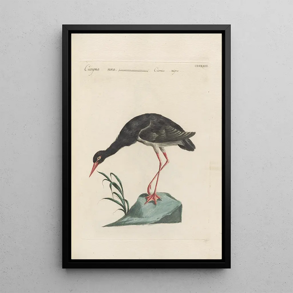 Ornithologia methodice digesta Pl415 - Saverio Manetti — gerahmtes Bild an der Wand