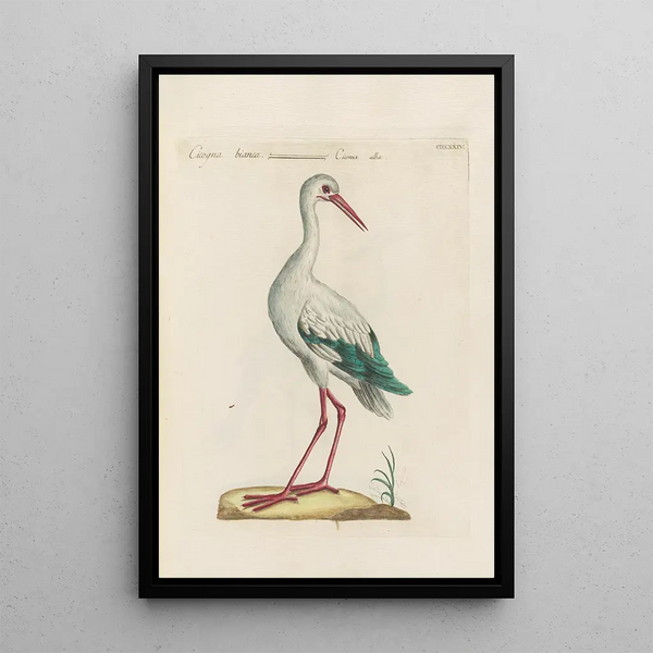 Ornithologia methodice digesta Pl416 - Saverio Manetti — gerahmtes Bild an der Wand