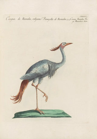 Saverio Manetti - Ornithologia methodice digesta Pl417.webp