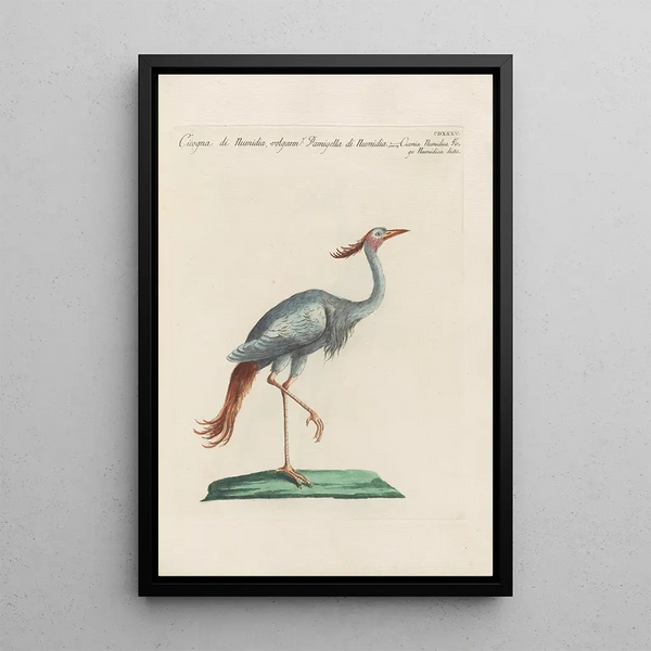 Ornithologia methodice digesta Pl417 - Saverio Manetti — gerahmtes Bild an der Wand