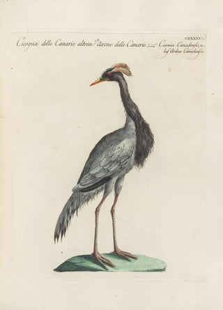 Saverio Manetti - Ornithologia methodice digesta Pl418.webp