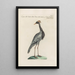 Ornithologia methodice digesta Pl418 - Saverio Manetti — gerahmtes Bild an der Wand