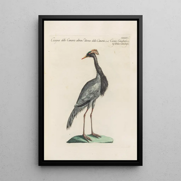 Ornithologia methodice digesta Pl418 - Saverio Manetti — gerahmtes Bild an der Wand