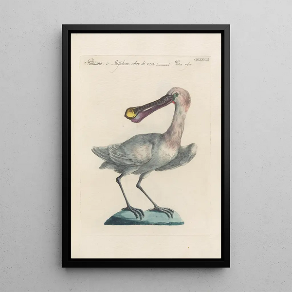 Ornithologia methodice digesta Pl420 - Saverio Manetti — gerahmtes Bild an der Wand