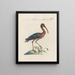 L'ornithologie als methodisch verdautes Gemälde Pl421 - Saverio Manetti — gerahmtes Bild an der Wand