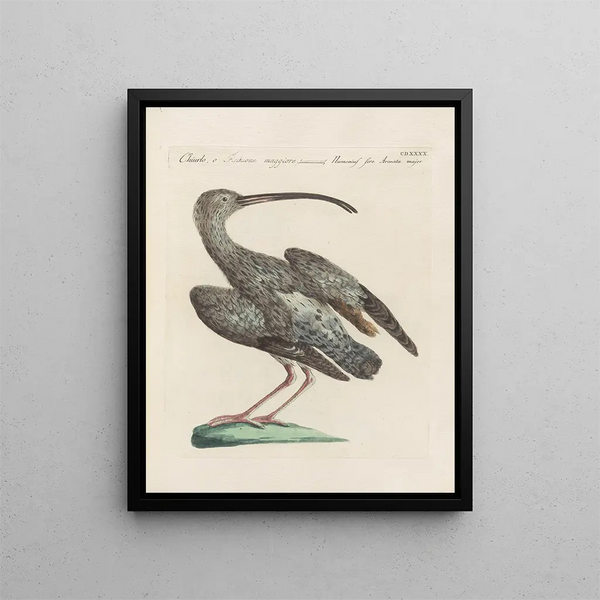 L'ornithologie a méthodiquement digéré Pl422 - Saverio Manetti — gerahmtes Bild an der Wand
