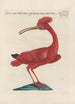 Ornithologia methodice digesta Pl424 - Saverio Manetti — Ansicht des Kunstwerks