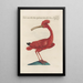 Ornithologia methodice digesta Pl424 - Saverio Manetti — gerahmtes Bild an der Wand