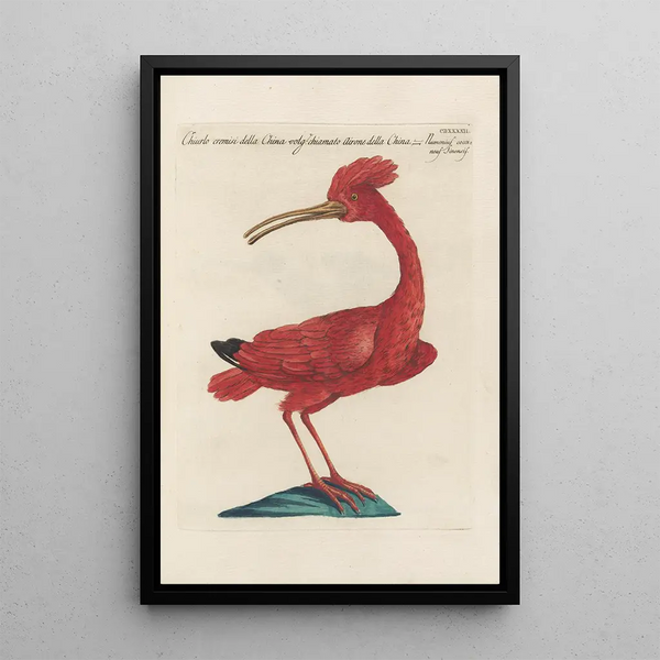 Ornithologia methodice digesta Pl424 - Saverio Manetti — gerahmtes Bild an der Wand