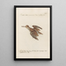 Ornithologia methodice digesta Pl425 - Saverio Manetti — gerahmtes Bild an der Wand