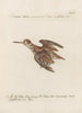 Ornithologia methodice digesta Pl425 - Saverio Manetti — Ansicht des Kunstwerks