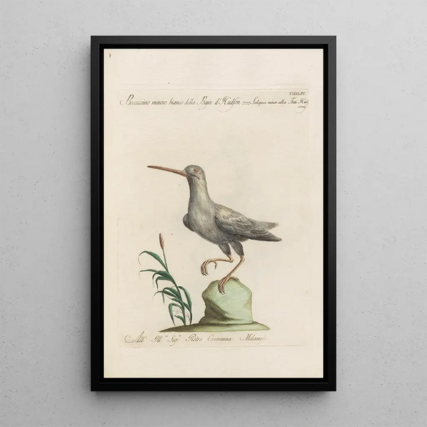 Ornithologia methodice digesta Pl426 - Saverio Manetti — gerahmtes Bild an der Wand