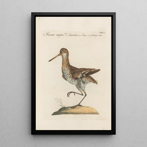 Ornithologia methodice digesta Pl428 - Saverio Manetti — gerahmtes Bild an der Wand