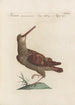 Ornithologia methodice digesta Pl429 - Saverio Manetti — Ansicht des Kunstwerks