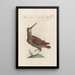 Ornithologia methodice digesta Pl429 - Saverio Manetti — gerahmtes Bild an der Wand