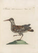 Ornithologia methodice digesta Pl432 - Saverio Manetti — Ansicht des Kunstwerks