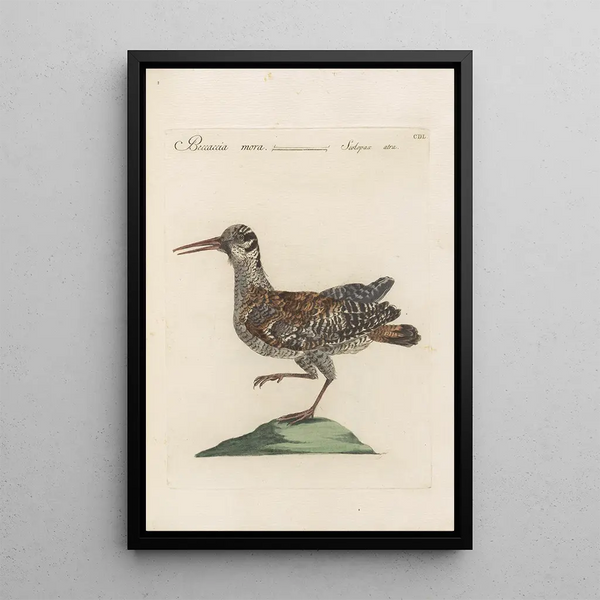 Ornithologia methodice digesta Pl432 - Saverio Manetti — gerahmtes Bild an der Wand