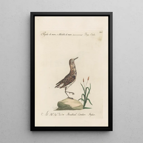 Ornithologia methodice digesta Pl433 - Saverio Manetti — gerahmtes Bild an der Wand